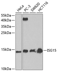 Anti-ISG15 antibody used in Western Blot (WB). GTX32686