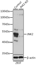 Anti-JNK2 antibody used in Western Blot (WB). GTX32689