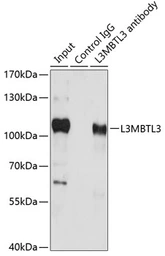 Anti-L3MBTL3 antibody used in Immunoprecipitation (IP). GTX32696