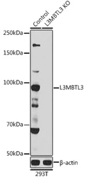 Anti-L3MBTL3 antibody used in Western Blot (WB). GTX32696