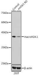 Anti-Macro H2A.1 antibody used in Western Blot (WB). GTX32709