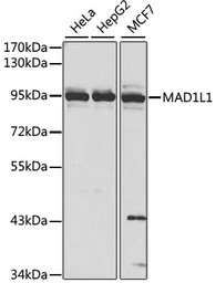 Anti-MAD1 antibody used in Western Blot (WB). GTX32710