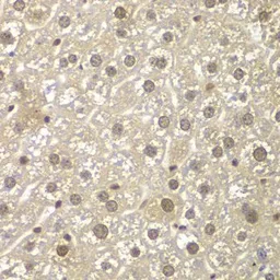 Anti-MAD1 antibody used in IHC (Paraffin sections) (IHC-P). GTX32710