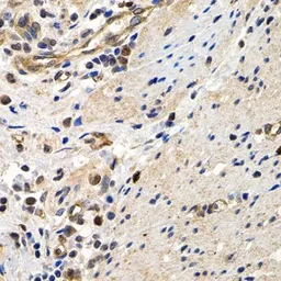 Anti-MCM2 antibody used in IHC (Paraffin sections) (IHC-P). GTX32716