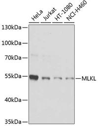 Anti-MLKL antibody used in Western Blot (WB). GTX32722