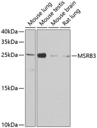 Anti-MSRB3 antibody used in Western Blot (WB). GTX32730