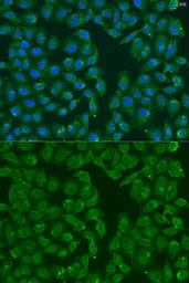 Anti-MSRB3 antibody used in Immunocytochemistry/ Immunofluorescence (ICC/IF). GTX32730