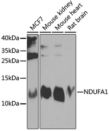 Anti-NDUFA1 antibody used in Western Blot (WB). GTX32740