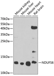Anti-NDUFS6 antibody used in Western Blot (WB). GTX32743