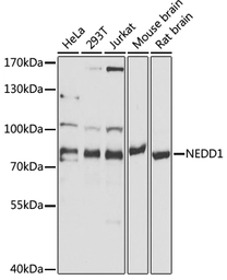 Anti-NEDD1 antibody used in Western Blot (WB). GTX32744
