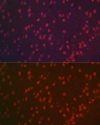 Anti-NeuN antibody used in IHC (Paraffin sections) (IHC-P). GTX32746