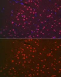 Anti-NeuN antibody used in IHC (Paraffin sections) (IHC-P). GTX32746