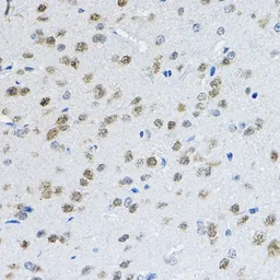 Anti-NeuN antibody used in IHC (Paraffin sections) (IHC-P). GTX32746