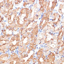 Anti-NHLRC1 antibody used in IHC (Paraffin sections) (IHC-P). GTX32750