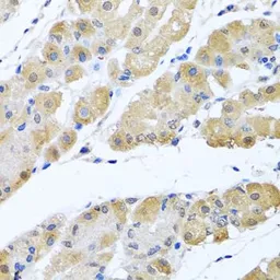 Anti-Zeta Opioid Receptor antibody used in IHC (Paraffin sections) (IHC-P). GTX32765