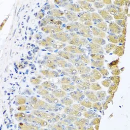 Anti-Zeta Opioid Receptor antibody used in IHC (Paraffin sections) (IHC-P). GTX32765
