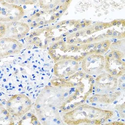 Anti-Zeta Opioid Receptor antibody used in IHC (Paraffin sections) (IHC-P). GTX32765