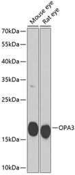 Anti-OPA3 antibody used in Western Blot (WB). GTX32767