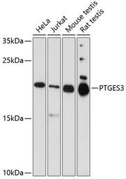 Anti-p23 antibody used in Western Blot (WB). GTX32771