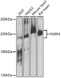 Anti-PARP4 antibody used in Western Blot (WB). GTX32773
