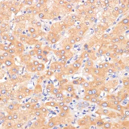 Anti-PDCD2L antibody used in IHC (Paraffin sections) (IHC-P). GTX32776