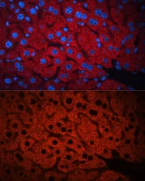 Anti-PEX19 antibody used in IHC (Paraffin sections) (IHC-P). GTX32780