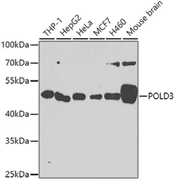 Anti-POLD3 antibody used in Western Blot (WB). GTX32795