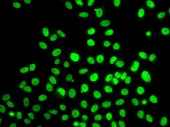 Anti-POLD3 antibody used in Immunocytochemistry/ Immunofluorescence (ICC/IF). GTX32795