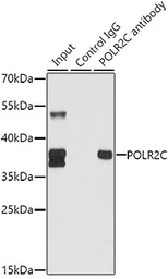 Anti-POLR2C antibody used in Immunoprecipitation (IP). GTX32796
