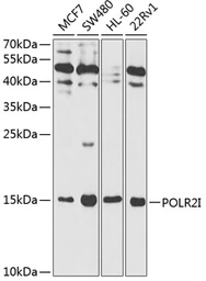 Anti-POLR2I antibody used in Western Blot (WB). GTX32797