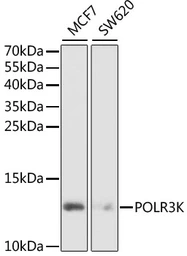 Anti-POLR3K antibody used in Western Blot (WB). GTX32798