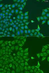 Anti-POP7 antibody used in Immunocytochemistry/ Immunofluorescence (ICC/IF). GTX32800
