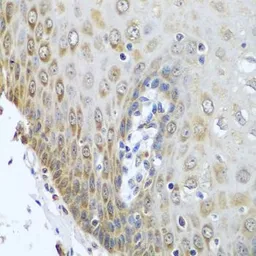 Anti-POR antibody used in IHC (Paraffin sections) (IHC-P). GTX32801