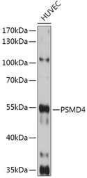 Anti-PSMD4 antibody used in Western Blot (WB). GTX32821