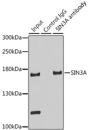 Anti-SIN3A antibody used in Immunoprecipitation (IP). GTX32874