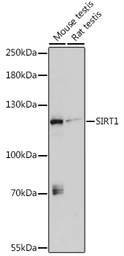 Anti-SIRT1 antibody used in Western Blot (WB). GTX32875