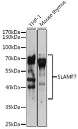 Anti-SLAMF7 antibody used in Western Blot (WB). GTX32876