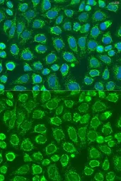 Anti-SNX32 antibody used in Immunocytochemistry/ Immunofluorescence (ICC/IF). GTX32889