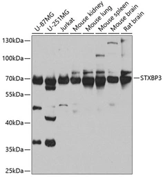 Anti-STXBP3 antibody used in Western Blot (WB). GTX32903