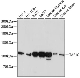 Anti-TAF1C antibody used in Western Blot (WB). GTX32907