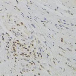 Anti-TAF1C antibody used in IHC (Paraffin sections) (IHC-P). GTX32907