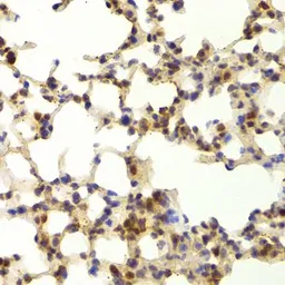 Anti-TAF1C antibody used in IHC (Paraffin sections) (IHC-P). GTX32907