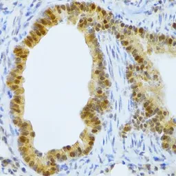 Anti-TAF1C antibody used in IHC (Paraffin sections) (IHC-P). GTX32907