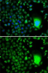 Anti-TAF5 antibody used in Immunocytochemistry/ Immunofluorescence (ICC/IF). GTX32908