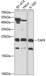 Anti-TAF9 antibody used in Western Blot (WB). GTX32909