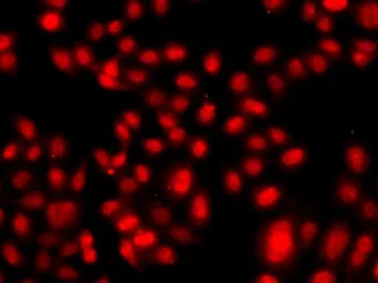 Anti-TEAD3 antibody used in Immunocytochemistry/ Immunofluorescence (ICC/IF). GTX32917