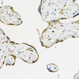 Anti-TEAD3 antibody used in IHC (Paraffin sections) (IHC-P). GTX32917
