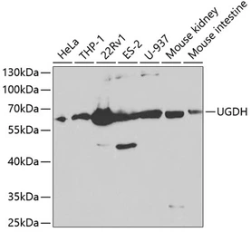 Anti-UGDH antibody used in Western Blot (WB). GTX32948