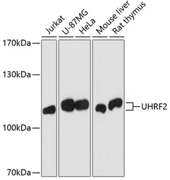 Anti-NIRF antibody used in Western Blot (WB). GTX32952