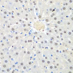 Anti-WDR48 antibody used in IHC (Paraffin sections) (IHC-P). GTX32970